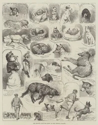 The Kennel Club Dog Show at the Crystal Palace